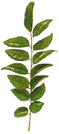 Curry Leaves