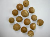 Betelnut