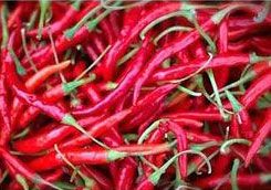 Fresh Red Chillies