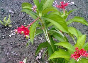 Sarpagandha Powder