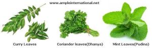 Coriander