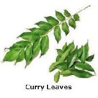 Fresh Curry Leaves