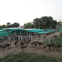 Emu Farming & Management