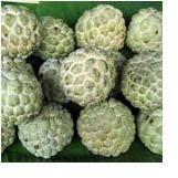 Frozen Custard Apple