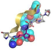 Collagen Peptide