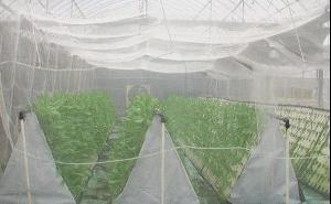 Garden Mosquito Net