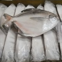 Frozen Silver Pomfret Fish