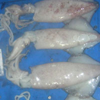 Frozen Squids
