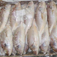 Frozen Croaker Fish