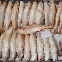 Frozen Croaker Fish