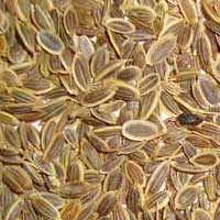 Dill Seeds