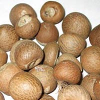 Betel Nut