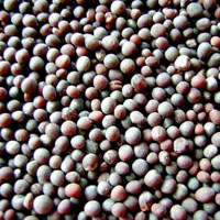 Black Mustard Seeds