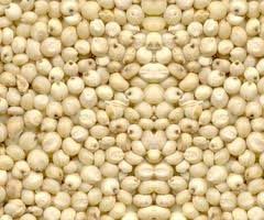 Sorghum Seed