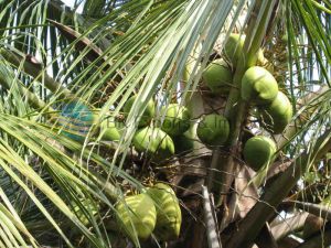 Tender Water Coconut