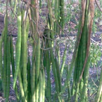 moringa oleifera drumsticks