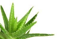 Aloe Vera Leaf