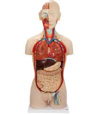 human anatomy models charts