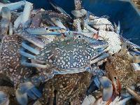 Frozen Blue Crab