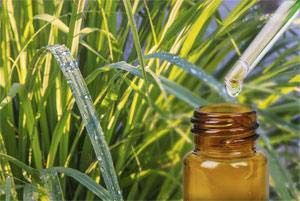 Citronella Oil