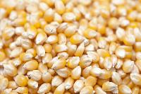 Popcorn Maize