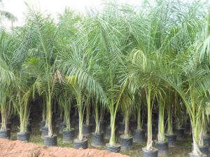 Bottle Palm Plant