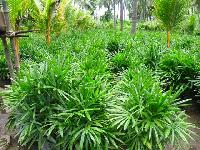 Rhapis Palm Plant