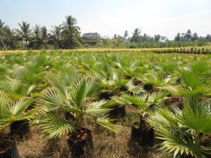 Washingtonia Plant