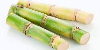 Sugarcane