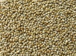 Millet Seeds