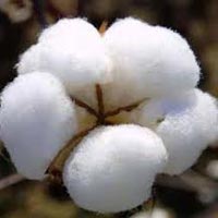 Raw Cotton