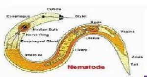 Nematode Control Chemical