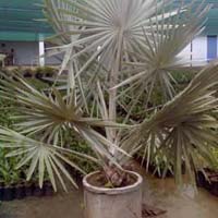 Palm Plants