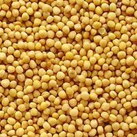 Yellow Mustard Seeds