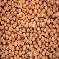 Chickpeas Seed