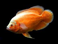 fire red oscar fish