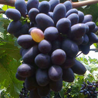 Fresh Thompson, Indian Black Seedless Grapes