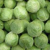 Fresh Cabbage