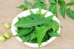 Neem Leaves