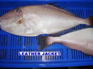 Leather Jacket Fish