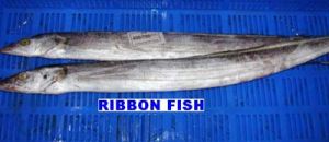 Ribbon Fish RF-02