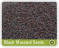 Mustard Seeds