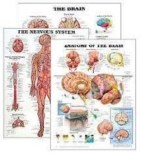 Biological Charts