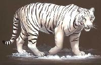 Tiger Paper Paintings