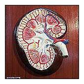 Kidney Model