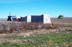 Raw Cotton Bales