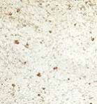 Kashmir White Granite