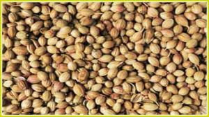 Coriander