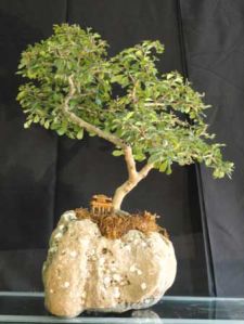 Bonsai Plant