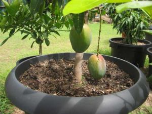 Fruit Plants